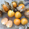 Tomatillo Seeds - Aunt Molly's - Physalis pruinosa