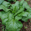 Spinach Seeds - Giant Winter Spinach - Spinacia oleracea