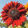 Gaea's Blessing Seeds - Sunflower Seeds - Non-GMO Seeds with Easy to Follow Planting Instructions - Heirloom Untreated