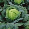 Cabbage Seeds - Copenhagen Market Early Cabbage - Brassica olearacea