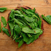 Sorrel Herb Seeds - French - Rumex acetosa