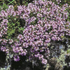Creeping Thyme Seeds - Thymus serpyllum