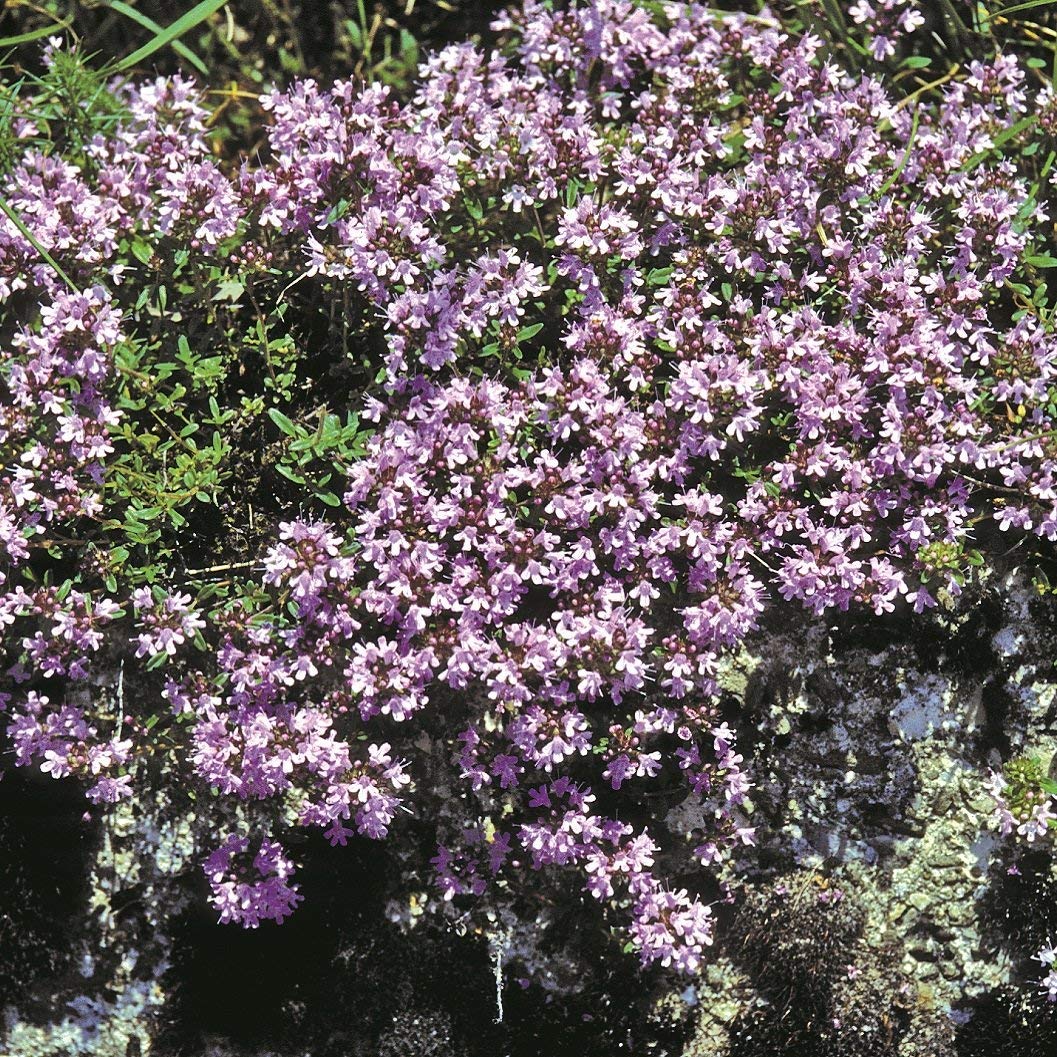 creeping thyme planting seeds Creeping Thyme Seeds