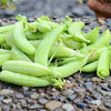Snap Pea Seeds - Sugar Ann - Pisum sativum
