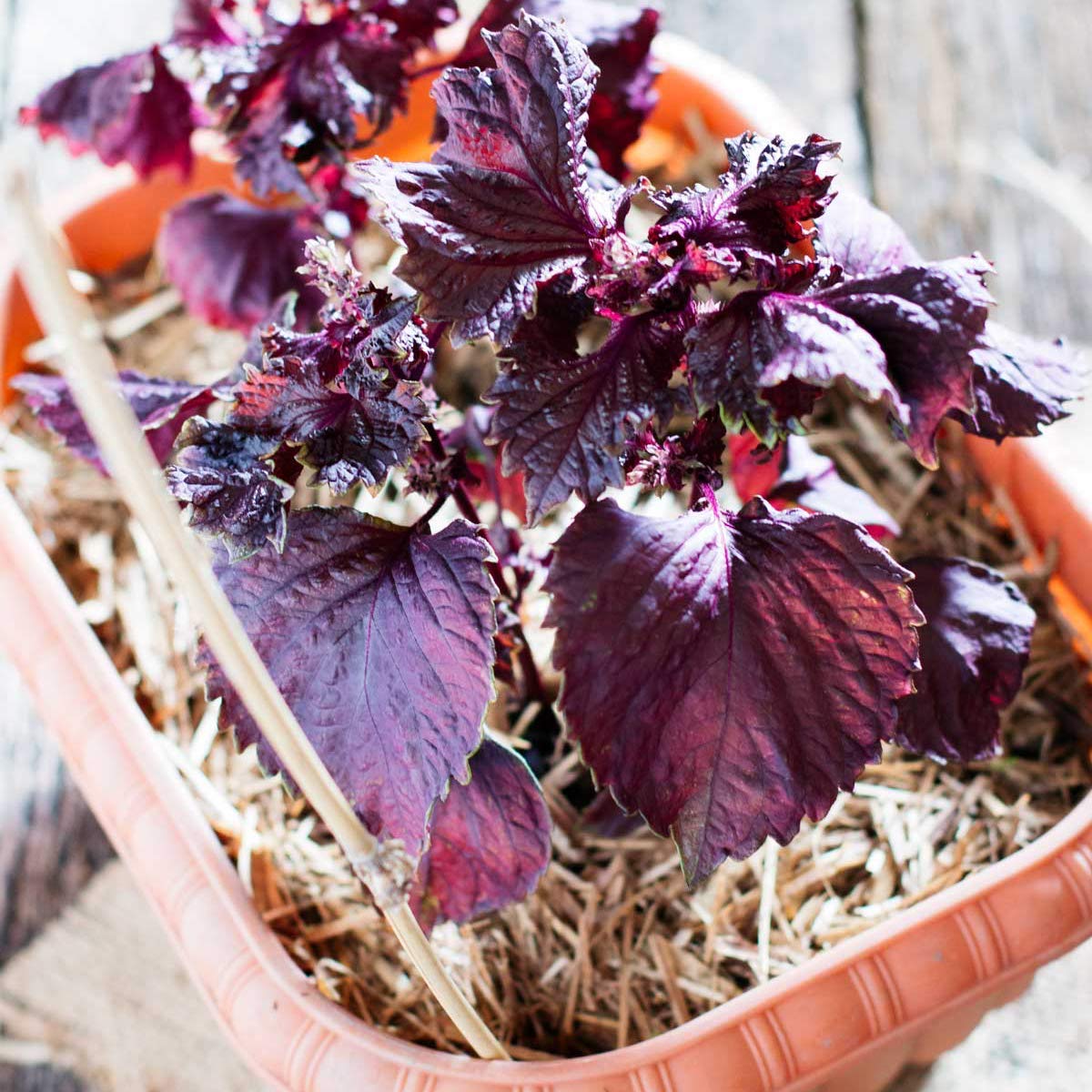 Red Shiso Seeds - Aka Shiso - Perilla frutescens var crispa