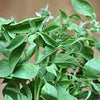 Basil Seeds - Lemon Basil - Ocimum basilicum