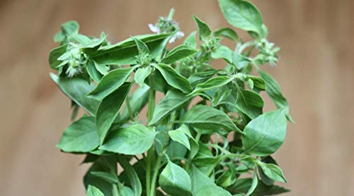Basil Seeds - Lemon Basil - Ocimum basilicum