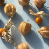 Cape Gooseberry Seeds - Large Fruit - Golden Berry - Ground Cherry -  Physalis peruviana