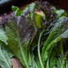 Mustard Greens Seeds - Osaka Purple - Brassica juncea