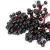 Elderberry Seeds - American Black Elderberry - Sambucus canadensis