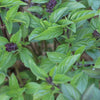 Anise Basil - Seeds - Ocimum basilicum