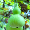 Bottle Gourd Seeds - Calabash Gourd - Lagenaria Siceraria