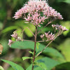 Joe Pye Weed Seeds - Eupatorium maculatum
