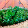 Parsley Seeds - Triple Curled - Petroselinum crispum