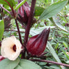 Roselle Seeds - Jamaican Sorrel - Hibiscus sabdariffa