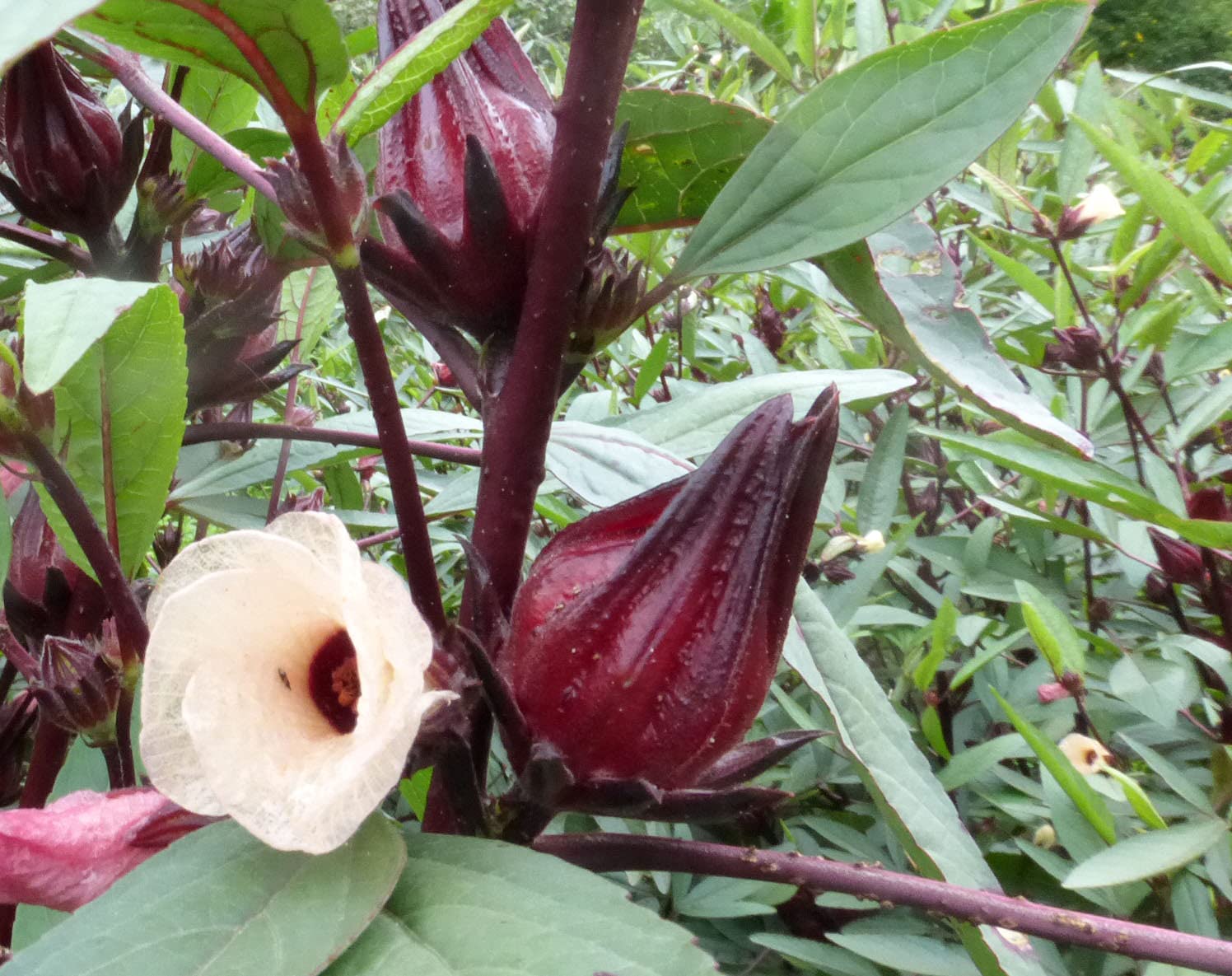 jamaica flower seeds Roselle Seeds - Jamaican Sorrel