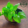 Lemon Balm Seeds - Melissa officinalis
