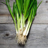 Scallion Seeds - Evergreen Bunching Nebuka - Allium fistulosum