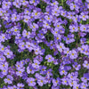 Aubrieta Seeds - Rockcress Seeds - Aubrieta deltoidea