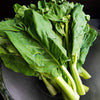 Gailan Seeds - Chinese Broccoli -  Brassica oleracea