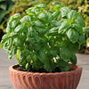 Basil Seeds - Sweet Basil - Ocimum basilicum
