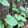 Malabar Spinach Seeds - Basella alba