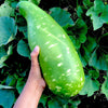 Bottle Gourd Seeds - Dark Mottled - Nam Tao Yai - Lagenaria siceraria