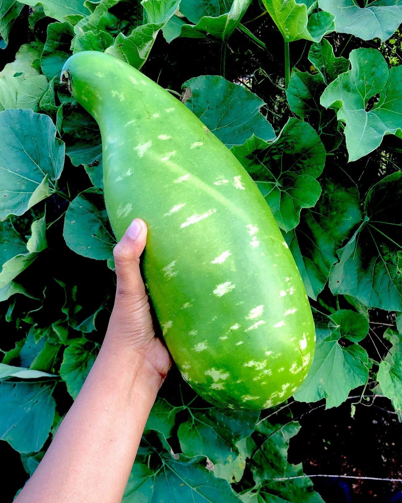 Bottle Gourd Seeds - Dark Mottled - Nam Tao Yai - Lagenaria siceraria