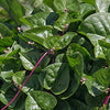Malabar Spinach Seeds - Basella alba