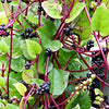 Malabar Spinach Seeds - Basella alba