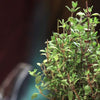 Thyme Seeds - Thymus Vulgaris