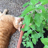 Gaea's Blessing Seeds - Catnip Seeds - Non-GMO Heirloom Seeds Nepata Cataria Open-Pollinated - with Easy to Follow Instructions - 90% Germination Rate Net Wt. 1.1g