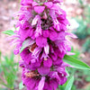 Lemon Mint Seeds - Monarda citriodora