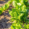 Spinach Seeds - Avon F1 Hybrid - Spinacia oleracea