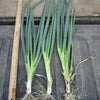 Scallion Seeds - Evergreen Bunching Nebuka - Allium fistulosum