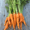 Carrot Seeds - Imperator 58 - Daucus carota