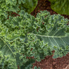 Kale Seeds - Siberian Dwarf - Brassica oleracea