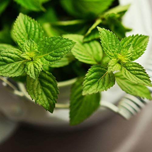 plant spearmint seeds Organic Heirloom Spearmint Seeds