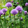 Chives Seeds - Allium schoenoprasum