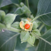 Ashwagandha Seeds - Withania somnifera