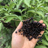 Elderberry Seeds - American Black Elderberry - Sambucus canadensis