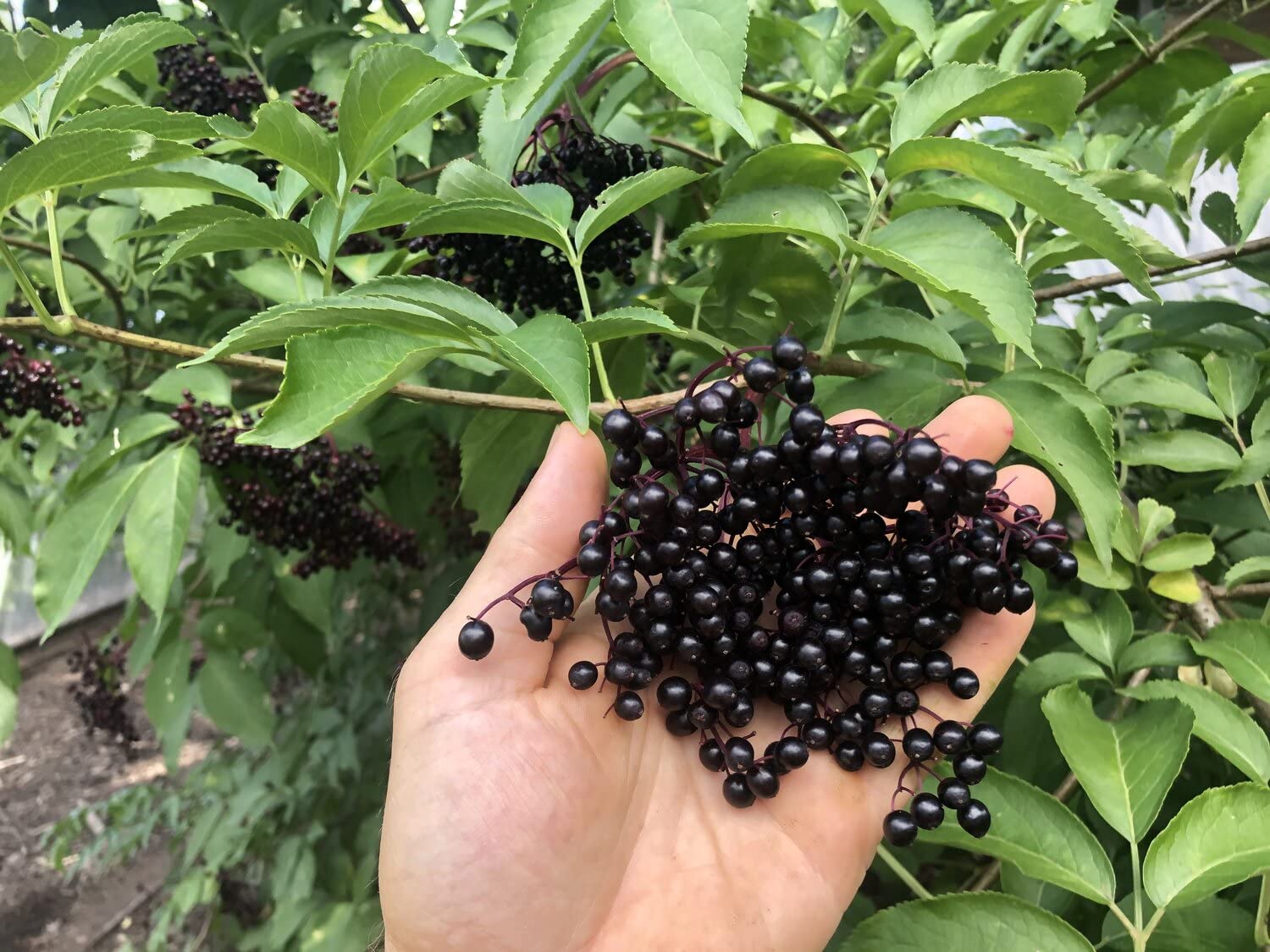 elderberry seeds to plant Elderberry Seeds - American Black Elderberry