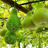 Gaea's Blessing Seeds - Bottle Gourd Seeds - Heirloom Non-GMO Seeds with Easy to Follow Planting Instructions