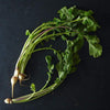 Turnip Seeds - Seven Top - Brassica rapa