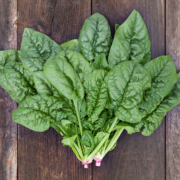 Spinach Seeds - Bloomsdale - Spinacia olearacea
