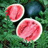 Watermelon Seeds - Sugar Baby - Citrullus lanatus