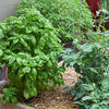 Basil Seeds - Sweet Basil - Ocimum basilicum