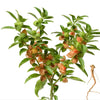 Ashwagandha Seeds - Withania somnifera