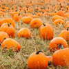 Pumpkin Seeds - Jack O Lantern - Curcubita maxima