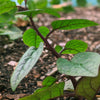 Malabar Spinach Seeds - Basella alba